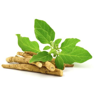 Withania Somnifera Extract (Ashwagandha Extract)