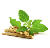 Withania Somnifera Extract (Ashwagandha Extract)