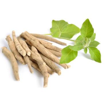 Withania Somnifera Extract (Ashwagandha Extract)