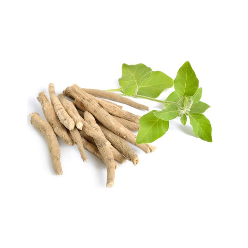 Withania Somnifera Extract (Ashwagandha Extract)