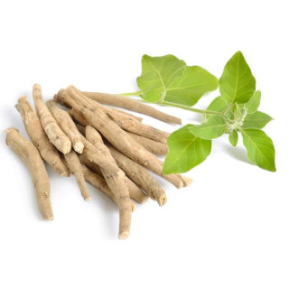 Withania Somnifera Extract (Ashwagandha Extract)