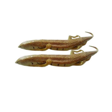 Scincus scincus(Sandfish Skink/Raigh Mahi)