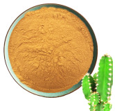 Hoodia gordonii Extract (African Hodia)
