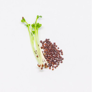 Buy Tukhm-e-Tara Mera (Garden Cress Seeds) Online in Pakistan | Hafiz Pansar