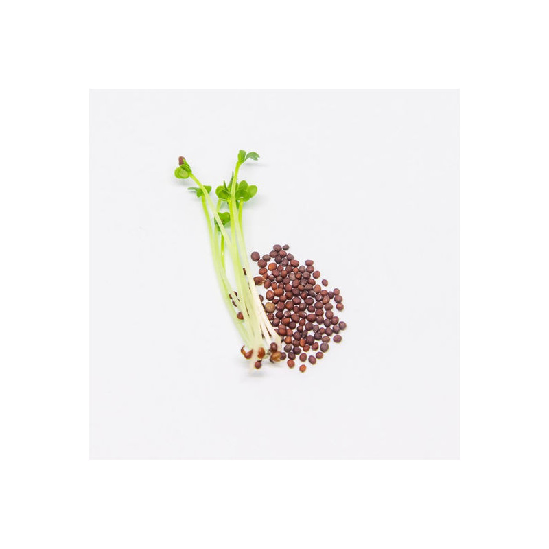 Buy Tukhm-e-Tara Mera (Garden Cress Seeds) Online in Pakistan | Hafiz Pansar Buy Tukhm-e-Tara Mera (Garden Cress Seeds) Online in Pakistan | Hafiz Pansar
