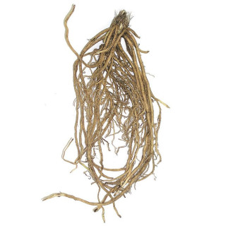 Bamboo Roots (Baans Jar)
