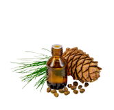 Cedarwood Oil (Roghan e Deewdar) – Herbal Oil for Skin, Hair & Relaxation | Hafiz Pansar