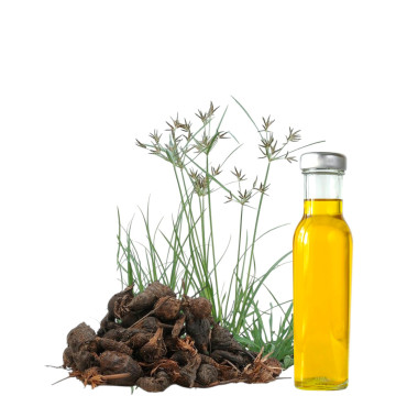 Nagarmotha Oil (Roghan e Nagar Motha) – Herbal Detox Oil | Hafiz Pansar Pakistan