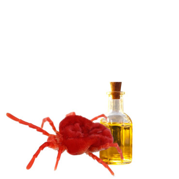 Red Velvet Mite Oil (Roghan e Ber Boti) – Herbal Strength Oil | Hafiz Pansar Pakistan
