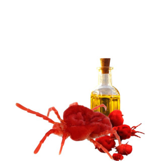 Red Velvet Mite Oil (Roghan e Ber Boti) – Herbal Strength Oil | Hafiz Pansar Pakistan