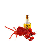 Red Velvet Mite Oil (Roghan e Ber Boti) – Herbal Strength Oil | Hafiz Pansar Pakistan