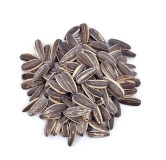Sunflower seeds(surajmukhi bij)