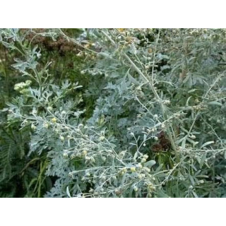 Wormwood (Afsateen)