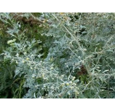 Wormwood (Afsateen)