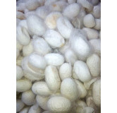 Silk Cocoon (Abresham)
