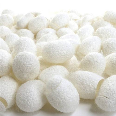 Silk Cocoon (Abresham)