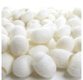 Silk Cocoon (Abresham)