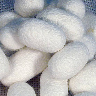 Silk Cocoon (Abresham)