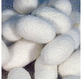 Silk Cocoon (Abresham)