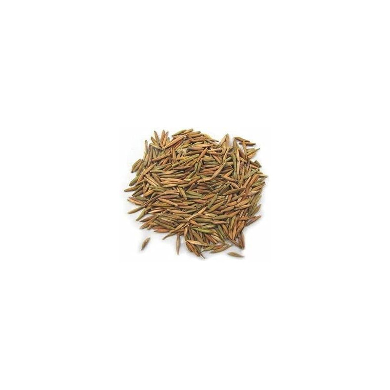Tellicherry Bark (Bitter Oleander Indarjo Talkh)