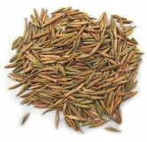 Tellicherry Bark (Bitter Oleander Indarjo Talkh)