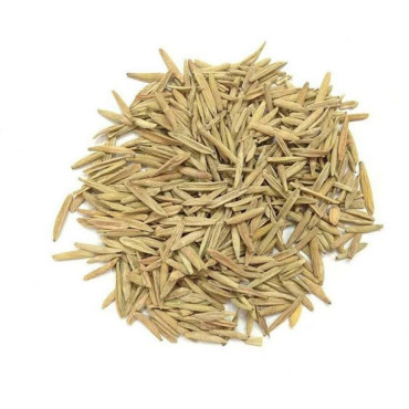 Wrightia Tinctoria Seeds (Indarjo Shireen)