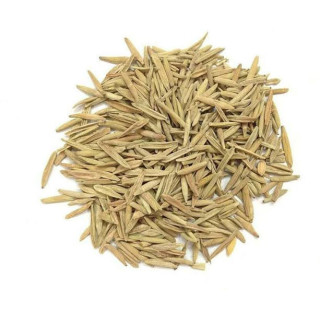 Wrightia Tinctoria Seeds (Indarjo Shireen)