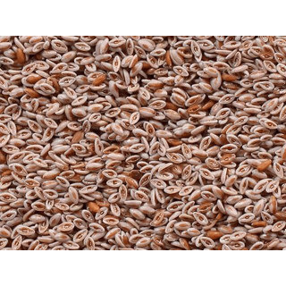 Psyllium Ispaghol (Sabut Isabghol)