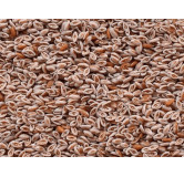 Psyllium Ispaghol (Sabut Isabghol)