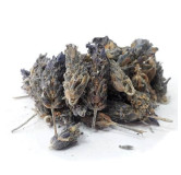 Lavender Flower (Ustakhadoos)