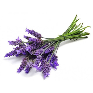 Lavender Flower (Ustakhadoos)