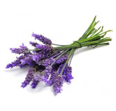 Lavender Flower (Ustakhadoos)