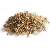 Cirsium Vulgare (Bull Thistle/Barham Dandi)