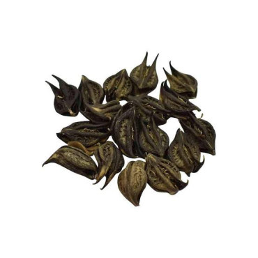 Nettle (Bat Head Root /Bichoo Botti)