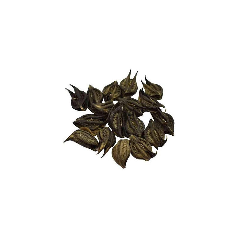 Nettle (Bat Head Root /Bichoo Botti)