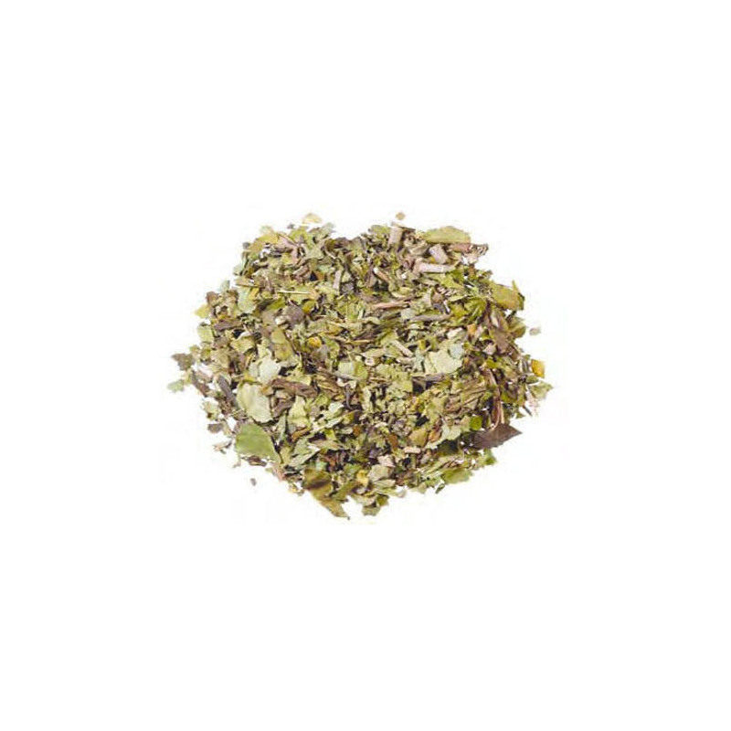 Malabar Nut Tree (Barge Bansa) - Natural Respiratory Support | Hafiz Pansar Malabar Nut Tree (Barge Bansa) - Natural Respiratory Support | Hafiz Pansar