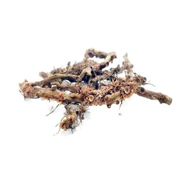 Polypody Root (Besfaij)