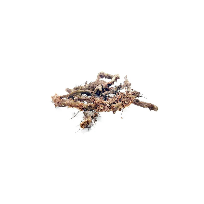 Polypody Root (Besfaij)