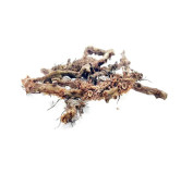 Polypody Root (Besfaij)