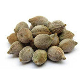 Terminalia Bellirica (Bahera)