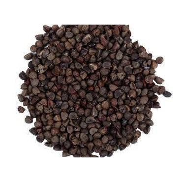 Rumex Seed (Beejband)