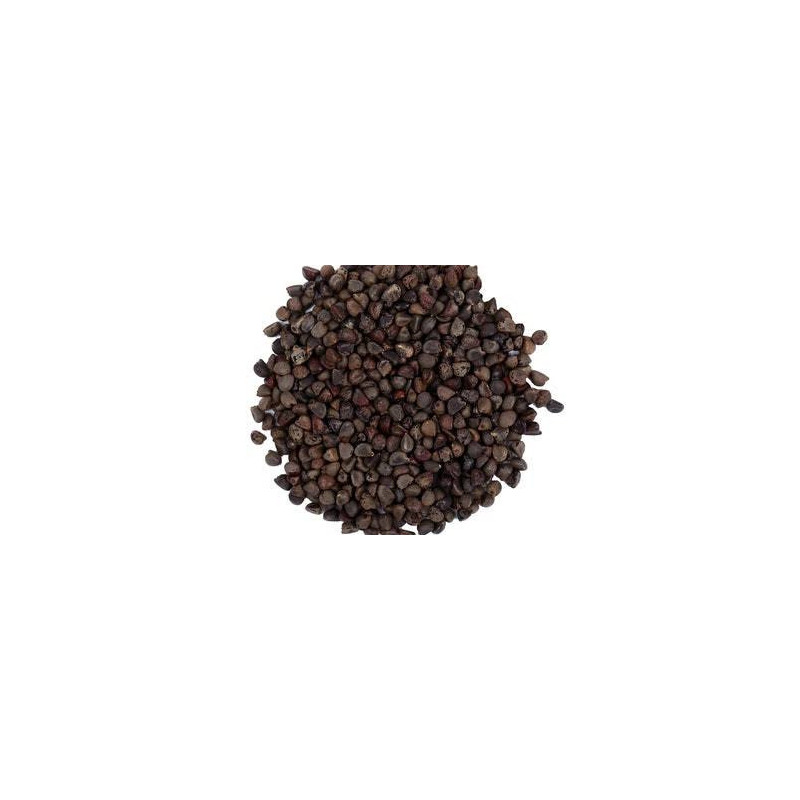 Rumex Seed (Beejband)