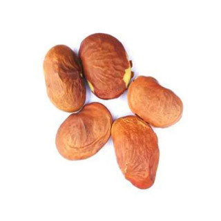 Butea (Palas Pappra)