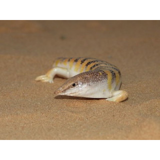 Raig Mahi (Arabian Sand Fish)