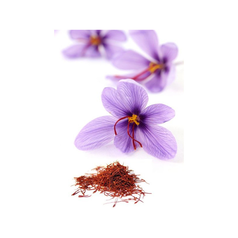 Buy Premium Saffron (Zafraan) Online – Hafiz Pansar | Authentic & Fresh
