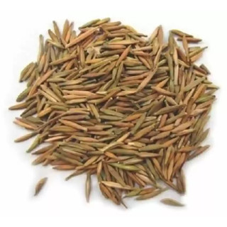 Karwa Jau Talkh (Holarrhena Pubescens Seeds)
