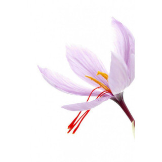 Buy Premium Saffron (Zafraan) Online – Hafiz Pansar | Authentic & Fresh