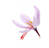 Buy Premium Saffron (Zafraan) Online – Hafiz Pansar | Authentic & Fresh