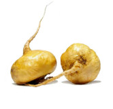 Yellow Maca Root (Lepidium Meyenii)