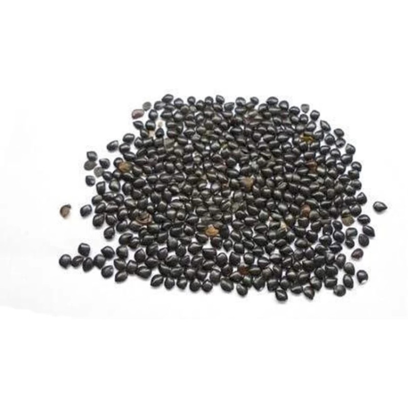 Chaksu Seeds (Cassia Absus) | چکسو بیج